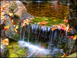 Japanese-Garden-in-Victoria-British-Columbia-autumn-leaves-at-Butchart-Gardens