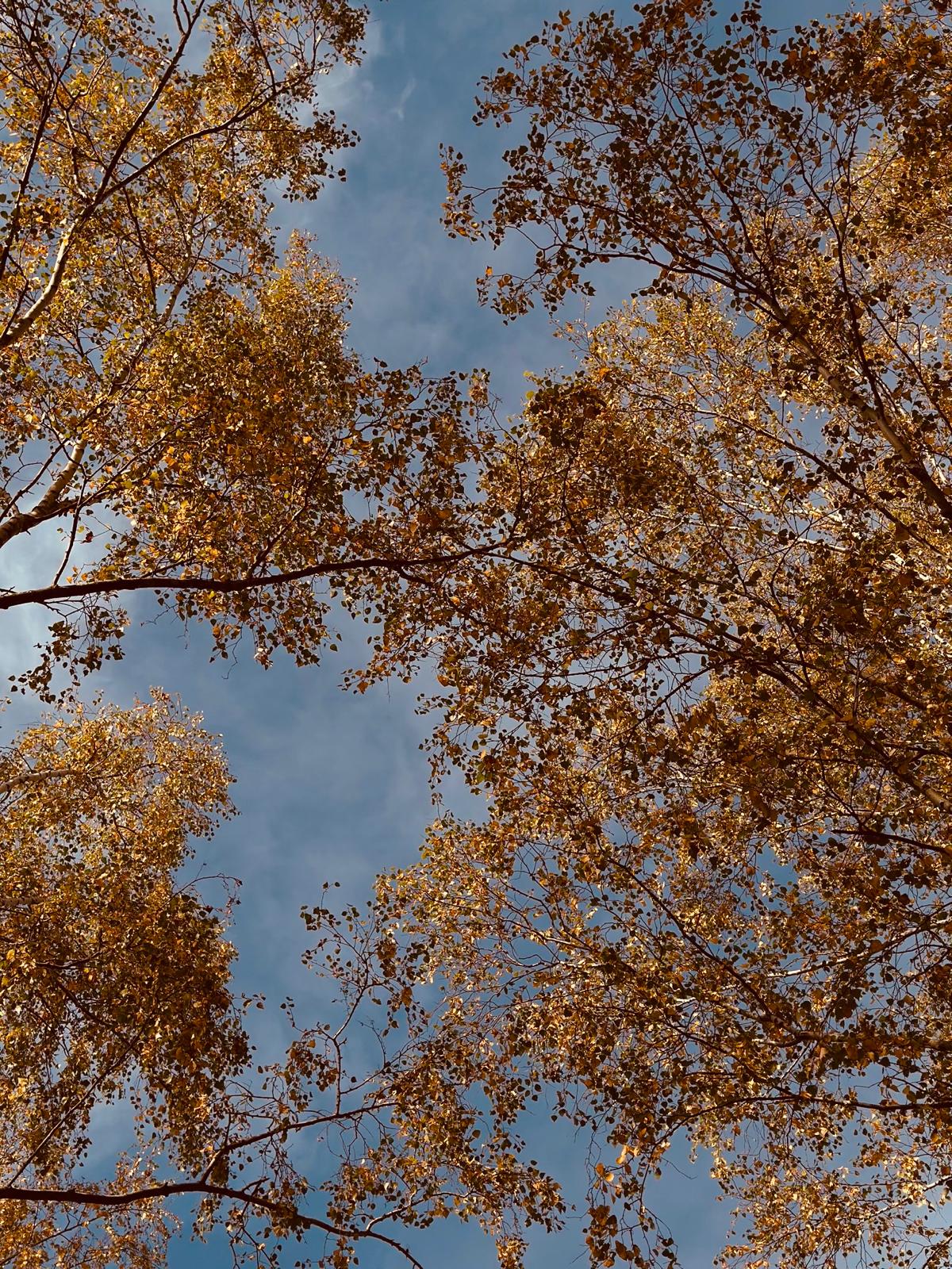 WhatsApp Image 2025-10-20 at 4.40.01 PM