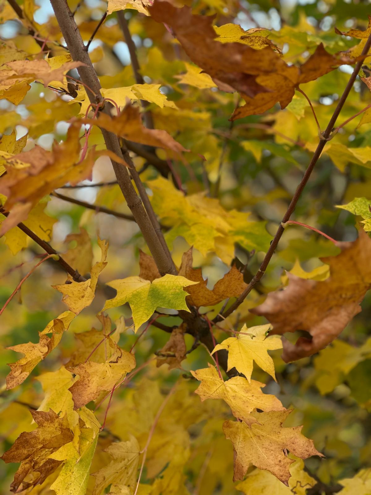 تصوير سناء عمار 